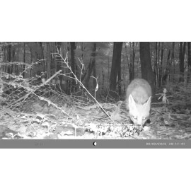 3 Pack Mini Trail Camera | 1440P Video 36MP Photo, Game Camera with Night Vision, 0.2s Trigger Time Motion Activated, IP65 Waterproof, 120° Wide-Angle, for Wildlife Monitoring, Includes Card Reader and 32GB SD Card